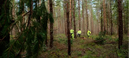 Bild på utbildningen Safe Forestry Work