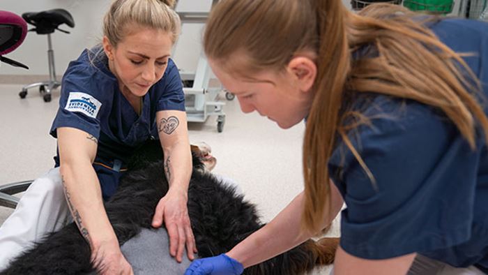 Katt som är sövd för operation