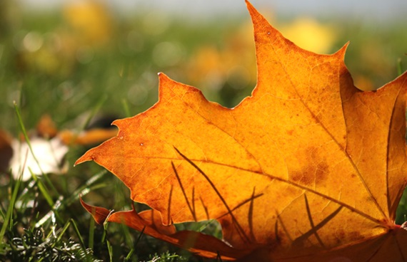 Hösten − en överlevnadsguide